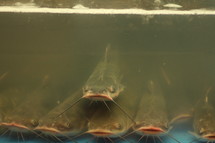 catfish in a tank 
