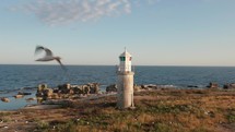 Drone of Lighthouse on Island with Hundreds of Seagulls Taking Flight