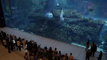 Tourists take photos inside Dubai mall of fish, sharks and sea life in aquarium.