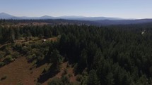 Aerial view over an evergreen forest 