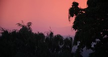 Catalpa tree at sunset
