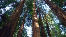 Redwood Trees at Muir Woods in Northern California
