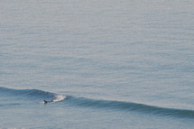 a surfer caught a wave