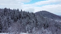 Snowy spruce forest on the mountainside