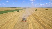 Aerial shot of combine harvester gathers the wheat in summer day. Harvesting grain field, crop season. 