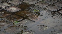 Raindrops Falling on Old Cobble Stones, Ireland