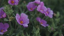 purple flowers in a garden 