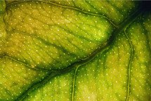 veins in a green leaf 