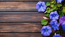 Morning Glory flowers on wooden background. Top view with copy space.