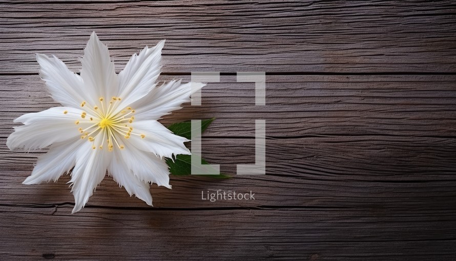 White flower on a wooden background. Top view with copy space.