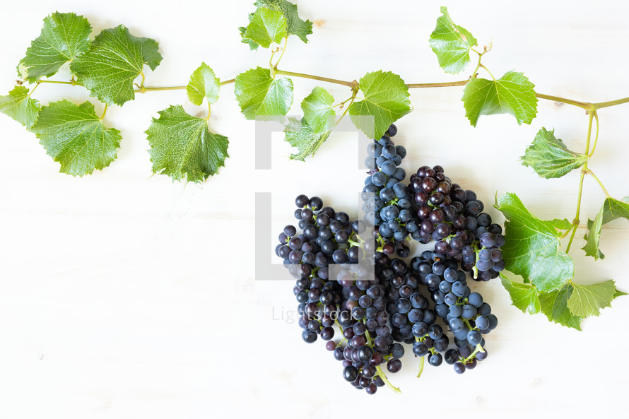 grapes on a white background 
