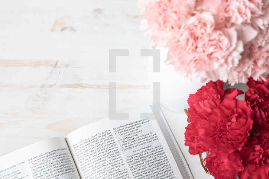open bible and carnations on white