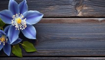 Blue flowers on a dark wooden background. Place for your text.