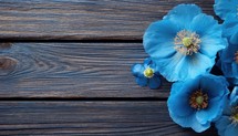 Blue poppies on wooden background. Top view with copy space