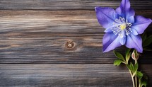 Blue clematis on wooden background. Top view with copy space