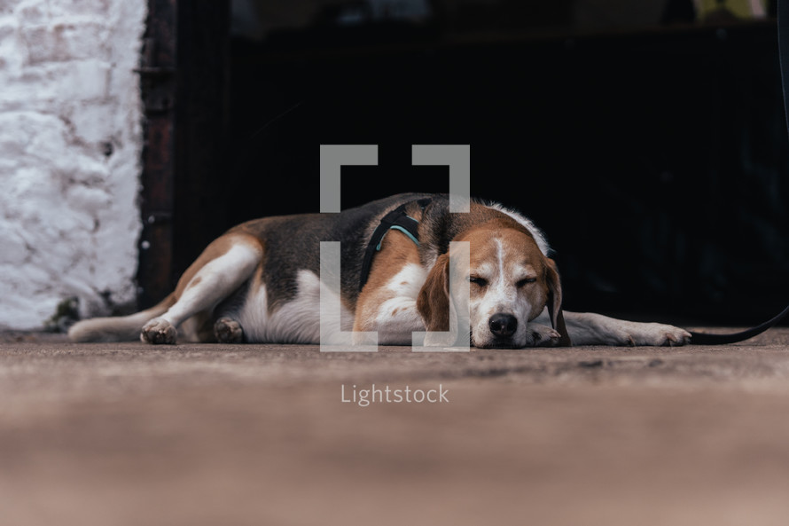 Beagle dog sleeping, cute hound lying on the floor