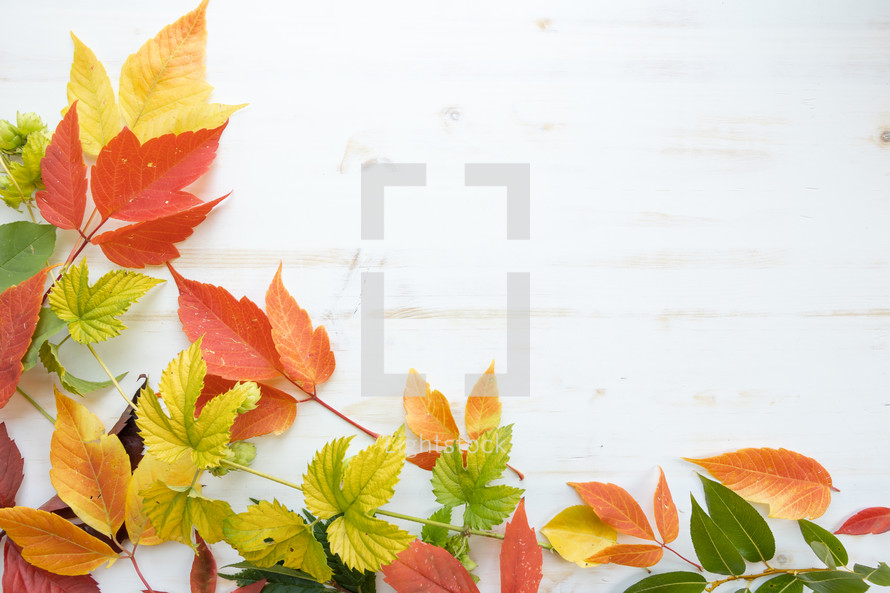 fall leaves on a white wood background 