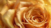 Details Of A Rose For Wedding Invitation Background 