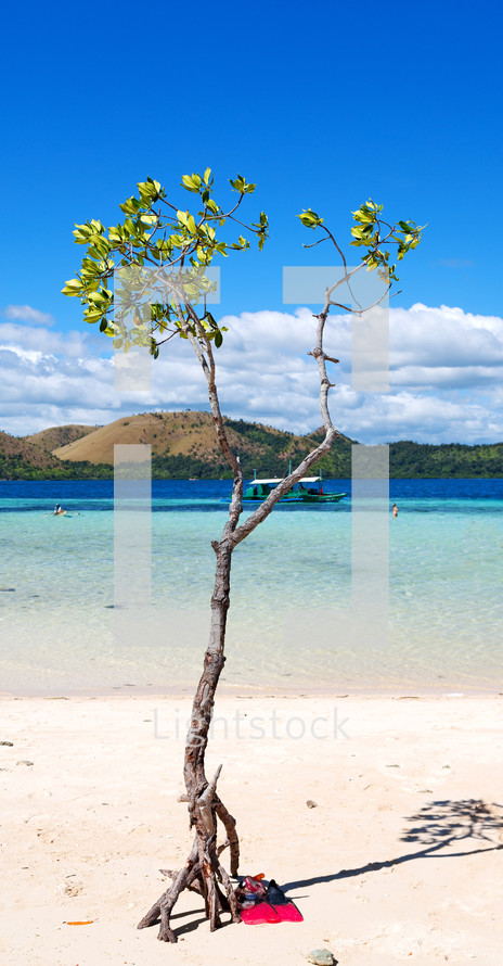 tree on a beach in the Philippines 
