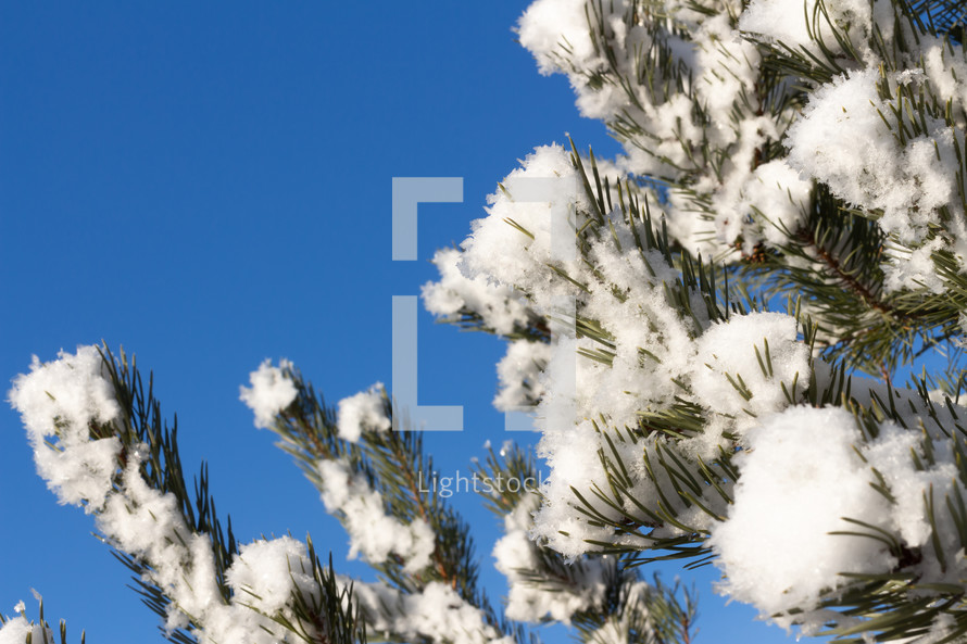 fluffy snow on pine branches 