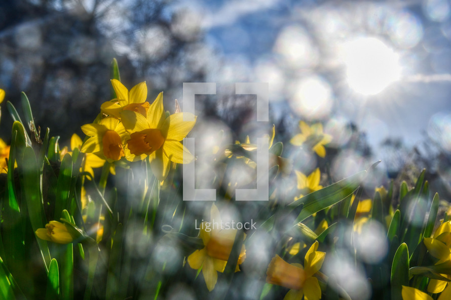 morning sunlight on yellow spring daffodils at sunrise 