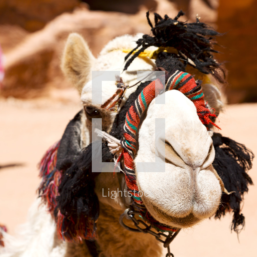 desert camel 