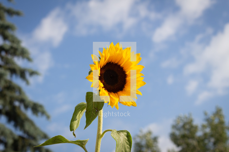 sunflowers against a blue sky background 