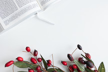 Bible and red berries on a white background