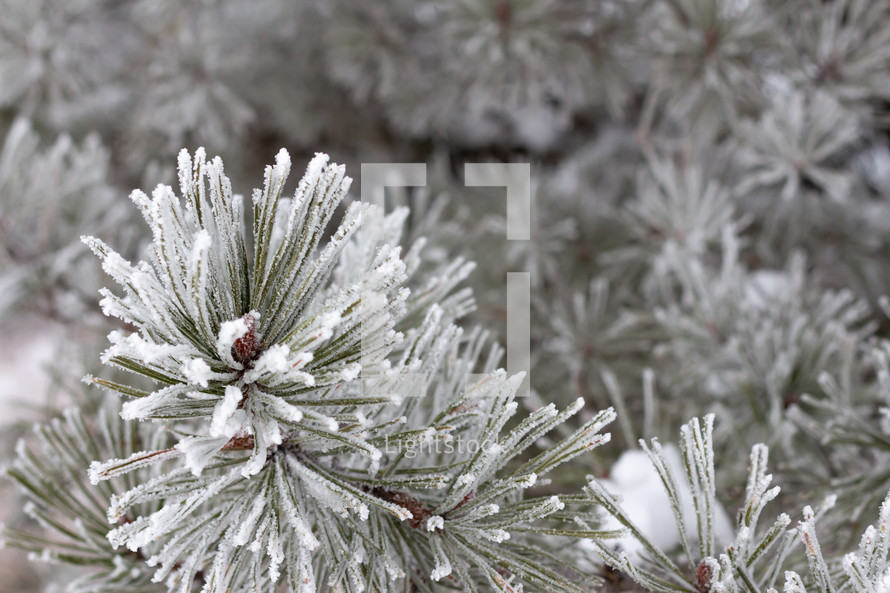 frost covered pine branch 