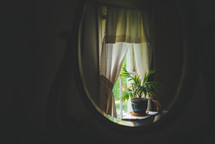 reflection of a window and potted plant in a mirror 