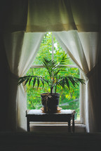 a potted plant in a window 