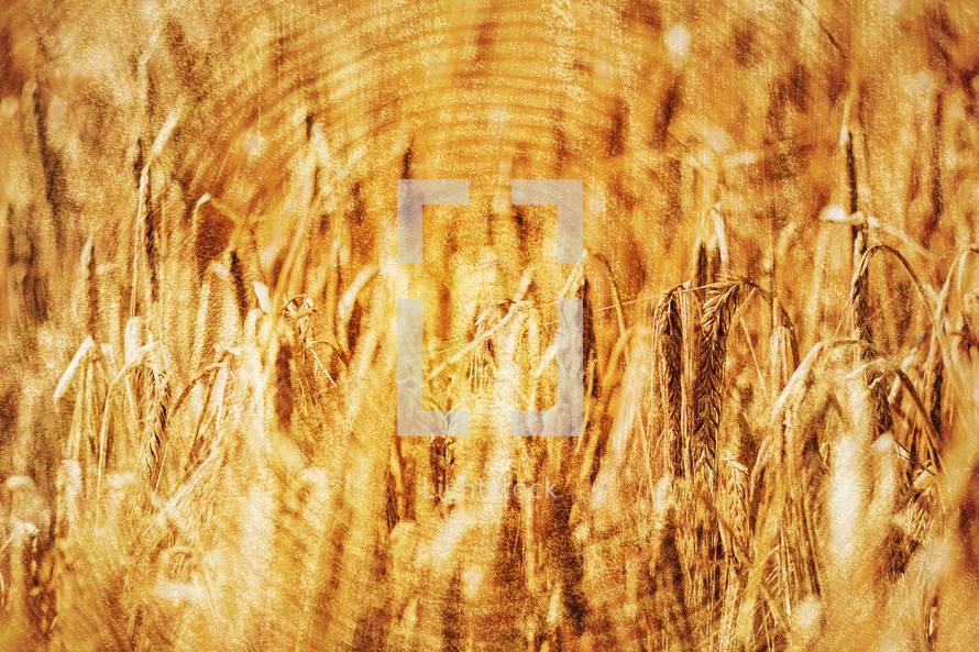 golden wheat on wood overlay 