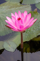 water lily 