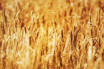 golden wheat on wood overlay 