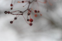 dried berries on a tree 