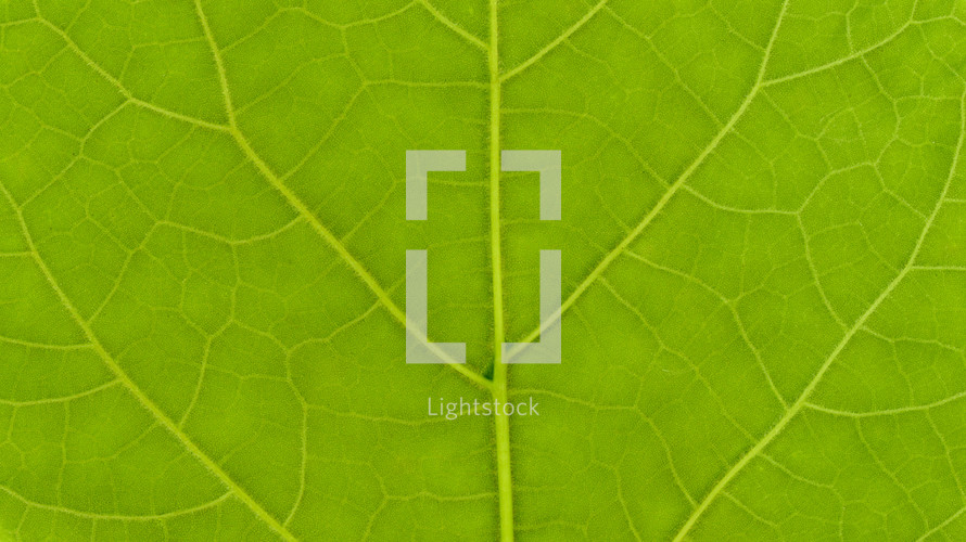 Green leaf texture useful as a background