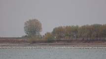 Migratory Sea Birds On The Lakeshore With Autumnal Tree Foliage Background. Static Shot