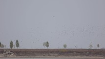 Large Flock Of Sea Birds Flying Over River On Summertime. Static Shot