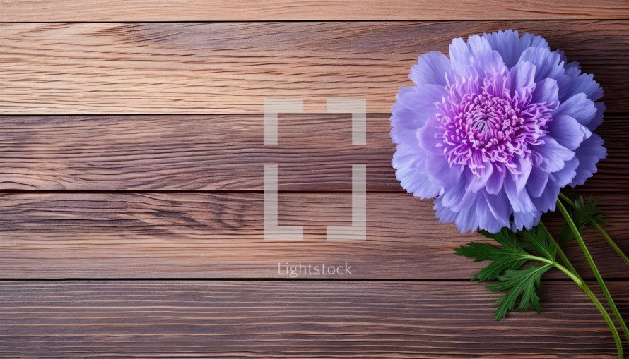 Purple peony flower on wooden background. Top view with copy space