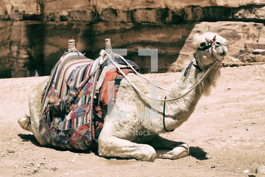 camel resting in a desert 