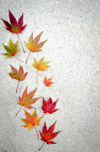 autumn leaves on concrete 