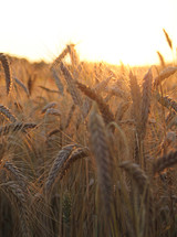 A ripe wheat field in a time of harvest. 