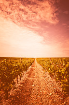 path through a vineyard 