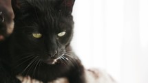 Adorable Domesticated Black Cat With Sleepy Eyes. Close-up Shot