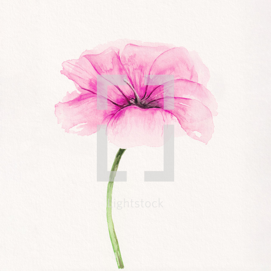 watercolor pink blossom 