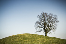 lone tree on a grass hill 