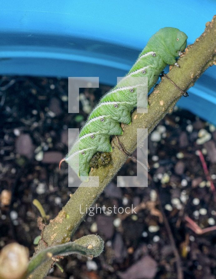 caterpillar on a tomato plant 