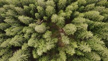 Aerial drone descending on forest treetops with conifer trees in the mountains.