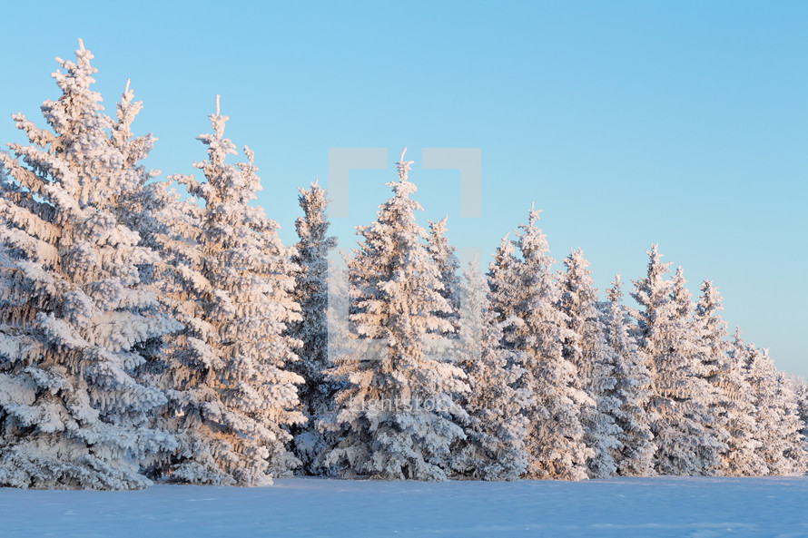 Evergreen trees covered in frost 
