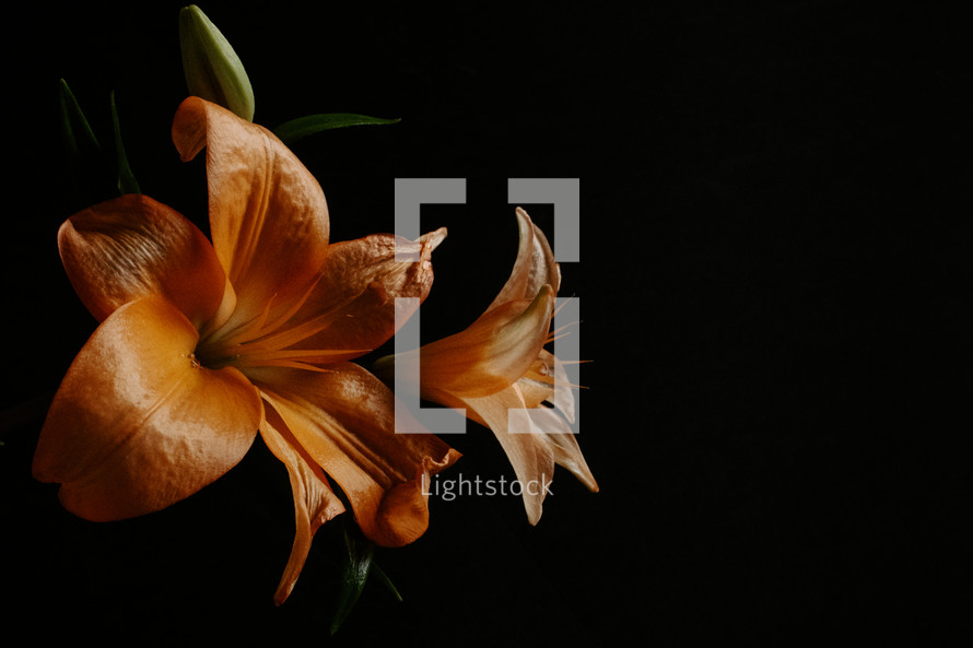 Orange lilies on black background.